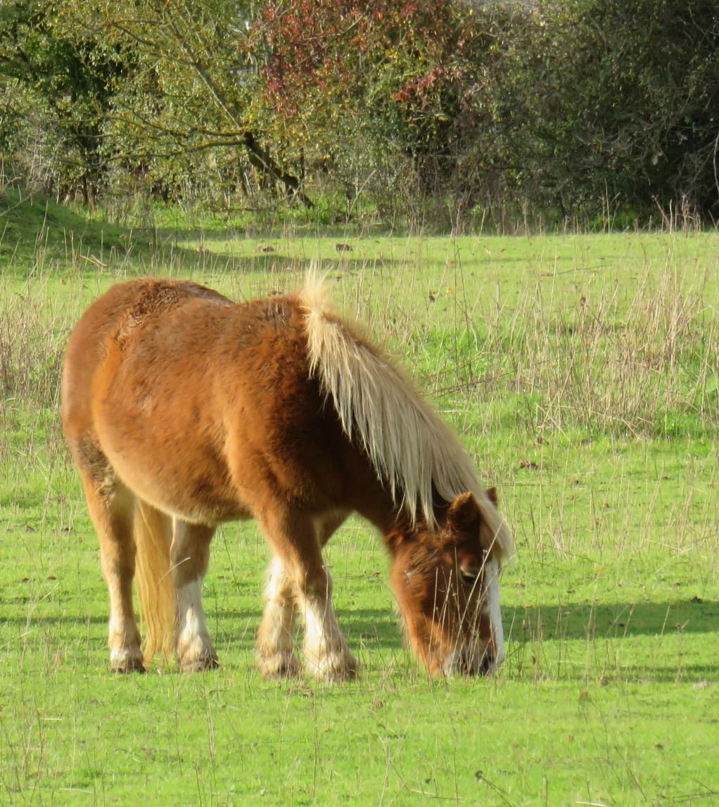 Picodon - VAL21041992
